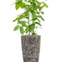 Schefflera actinophylla 'Amate' în Baq Lava