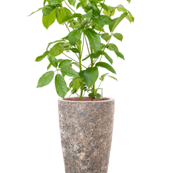 Schefflera actinophylla 'Amate' în Baq Lava
