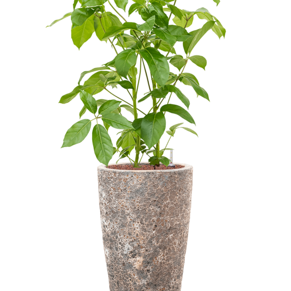 Schefflera actinophylla 'Amate' în Baq Lava