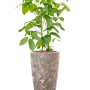 Schefflera actinophylla 'Amate' în Baq Lava