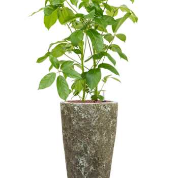 Schefflera actinophylla 'Amate' în Baq Lava