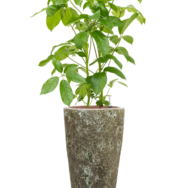 Schefflera actinophylla 'Amate' în Baq Lava