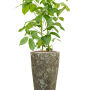 Schefflera actinophylla 'Amate' în Baq Lava