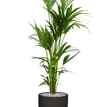 Kentia (Howea) forsteriana în ghiveci Capi Urban Smooth NL Kentia (Howea) forsteriana în ghiveci Capi Urban Smooth NL