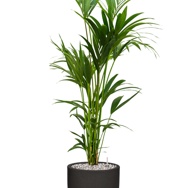 Kentia (Howea) forsteriana în ghiveci Capi Urban Smooth NL