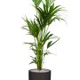 Kentia (Howea) forsteriana în ghiveci Capi Urban Smooth NL