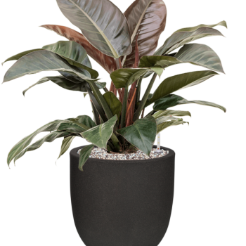 Philodendron „Imperial Red” în ghiveci Capi Urban Smooth NL Philodendron „Imperial Red” în ghiveci Capi Urban Smooth NL