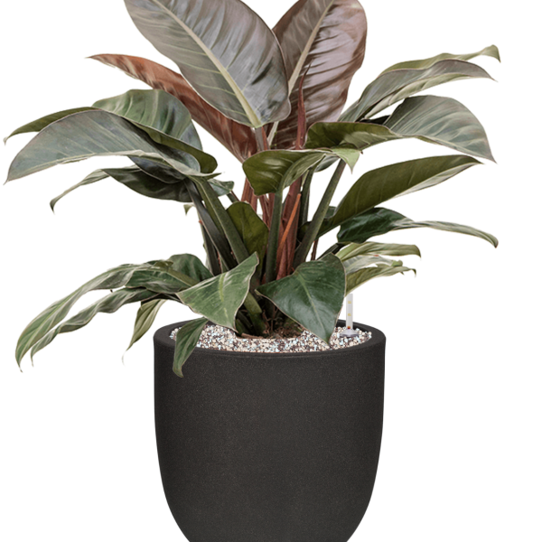 Philodendron „Imperial Red” în ghiveci Capi Urban Smooth NL