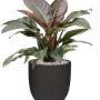 Philodendron „Imperial Red” în ghiveci Capi Urban Smooth NL