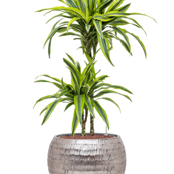 Dracaena fragrans 'Lemon Lime' în ghiveci Baq Opus Hammered