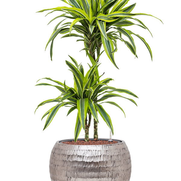 Dracaena fragrans 'Lemon Lime' în ghiveci Baq Opus Hammered Dracaena fragrans 'Lemon Lime' în ghiveci Baq Opus Hammered