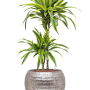 Dracaena fragrans 'Lemon Lime' în ghiveci Baq Opus Hammered