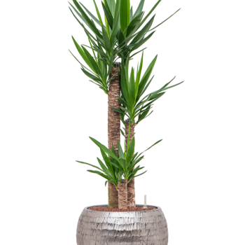 Yucca elephantipes în Baq Opus Hammered Yucca elephantipes în Baq Opus Hammered