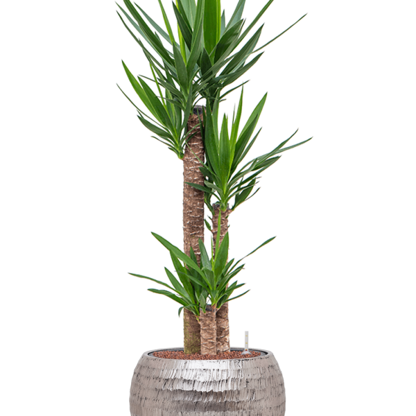 Yucca elephantipes în Baq Opus Hammered Yucca elephantipes în Baq Opus Hammered