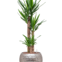 Yucca elephantipes în Baq Opus Hammered