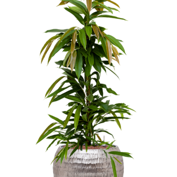 Ficus binnendijkii 'Amstel King' în ghiveci Baq Opus Hammered