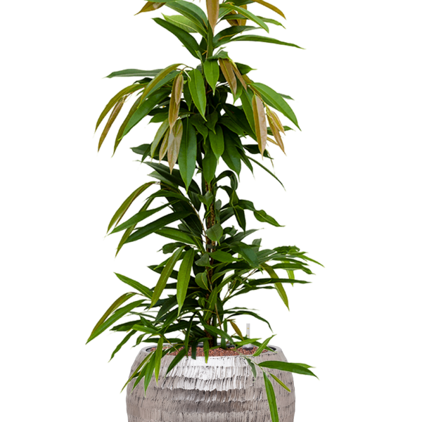 Ficus binnendijkii 'Amstel King' în ghiveci Baq Opus Hammered