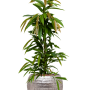 Ficus binnendijkii 'Amstel King' în ghiveci Baq Opus Hammered