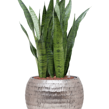 Sansevieria zeylanica în ghiveci Baq Opus Hammered Sansevieria zeylanica în ghiveci Baq Opus Hammered