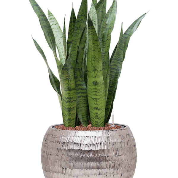 Sansevieria zeylanica în ghiveci Baq Opus Hammered Sansevieria zeylanica în ghiveci Baq Opus Hammered
