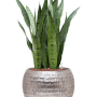 Sansevieria zeylanica în ghiveci Baq Opus Hammered