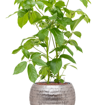 Schefflera actinophylla 'Amate' în ghiveci Baq Opus Hammered