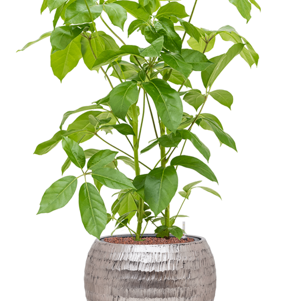 Schefflera actinophylla 'Amate' în ghiveci Baq Opus Hammered Schefflera actinophylla 'Amate' în ghiveci Baq Opus Hammered