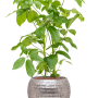 Schefflera actinophylla 'Amate' în ghiveci Baq Opus Hammered