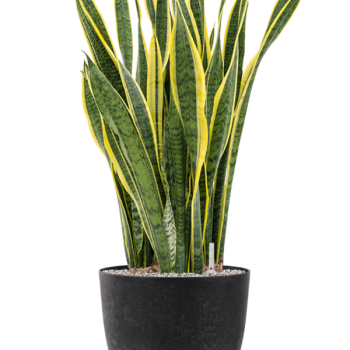 Sansevieria trifasciata 'Laurentii' în Artstone