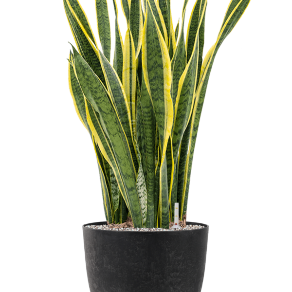 Sansevieria trifasciata 'Laurentii' în Artstone Sansevieria trifasciata 'Laurentii' în Artstone