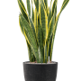 Sansevieria trifasciata 'Laurentii' în Artstone