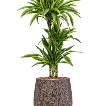 Dracaena fragrans 'Lemon Lime' în ghiveci Baq Opus Hit