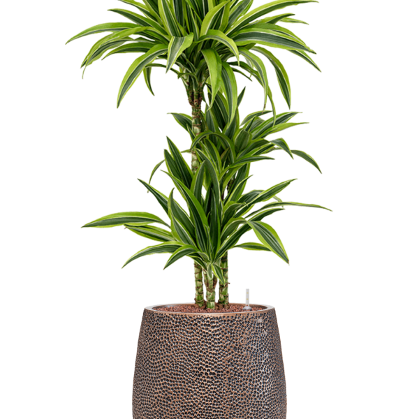 Dracaena fragrans 'Lemon Lime' în ghiveci Baq Opus Hit Dracaena fragrans 'Lemon Lime' în ghiveci Baq Opus Hit