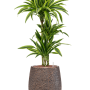 Dracaena fragrans 'Lemon Lime' în ghiveci Baq Opus Hit