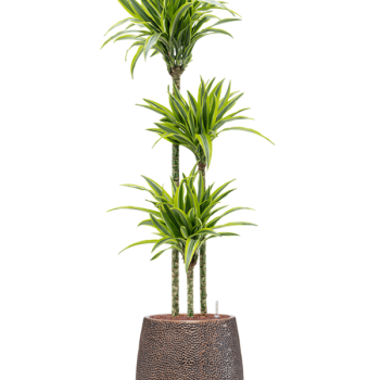 Dracaena fragrans 'Lemon Lime' în ghiveciul Baq Opus Hit