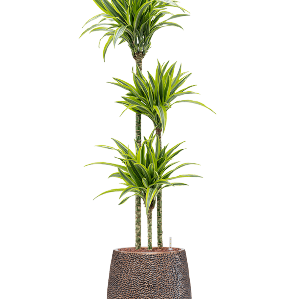 Dracaena fragrans 'Lemon Lime' în ghiveciul Baq Opus Hit