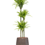 Dracaena fragrans 'Lemon Lime' în ghiveciul Baq Opus Hit