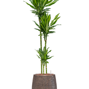 Dracaena fragrans 'Cintho' în ghiveciul Baq Opus Hit Dracaena fragrans 'Cintho' în ghiveciul Baq Opus Hit