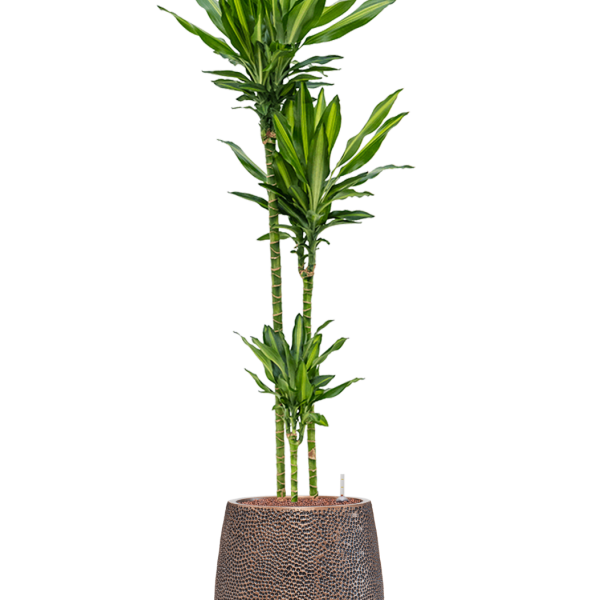 Dracaena fragrans 'Cintho' în ghiveciul Baq Opus Hit Dracaena fragrans 'Cintho' în ghiveciul Baq Opus Hit