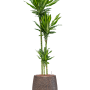 Dracaena fragrans 'Cintho' în ghiveciul Baq Opus Hit