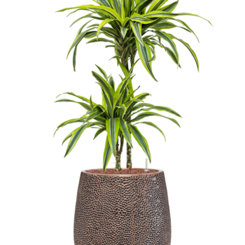 Dracaena fragrans „Lemon Lime” în ghiveci Baq Opus Hit