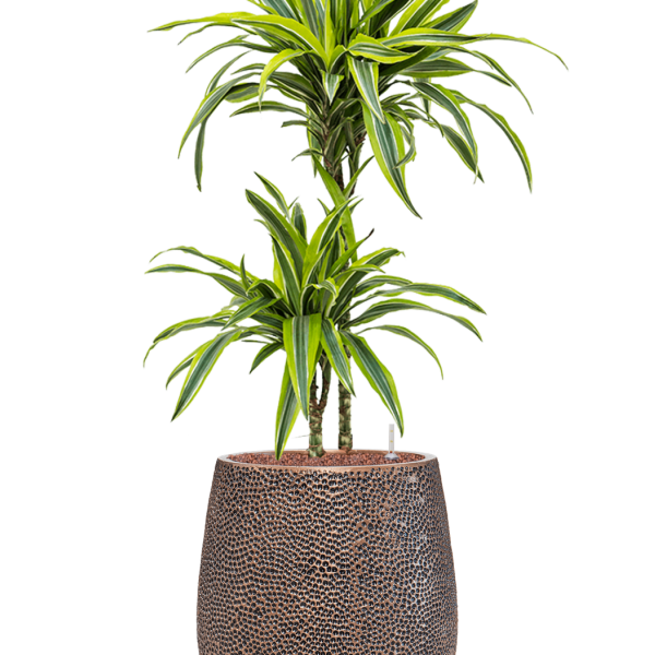 Dracaena fragrans „Lemon Lime” în ghiveci Baq Opus Hit Dracaena fragrans „Lemon Lime” în ghiveci Baq Opus Hit