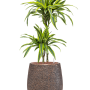 Dracaena fragrans „Lemon Lime” în ghiveci Baq Opus Hit
