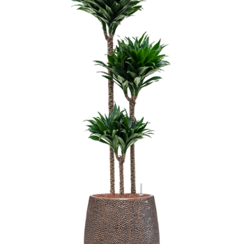Dracaena fragrans 'Compacta' în ghiveciul Baq Opus Hit Dracaena fragrans 'Compacta' în ghiveciul Baq Opus Hit