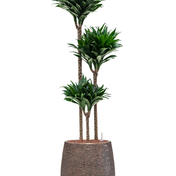 Dracaena fragrans 'Compacta' în ghiveciul Baq Opus Hit Dracaena fragrans 'Compacta' în ghiveciul Baq Opus Hit