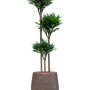Dracaena fragrans 'Compacta' în ghiveciul Baq Opus Hit