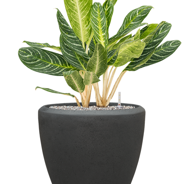 Aglaonema „Key Lime” în ghiveci Baq Polystone Plain