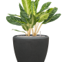 Aglaonema „Key Lime” în ghiveci Baq Polystone Plain