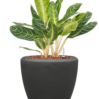 Aglaonema „Key Lime” în ghiveci Baq Polystone Plain