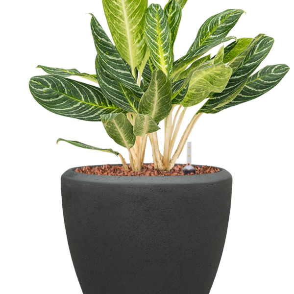 Aglaonema „Key Lime” în ghiveci Baq Polystone Plain